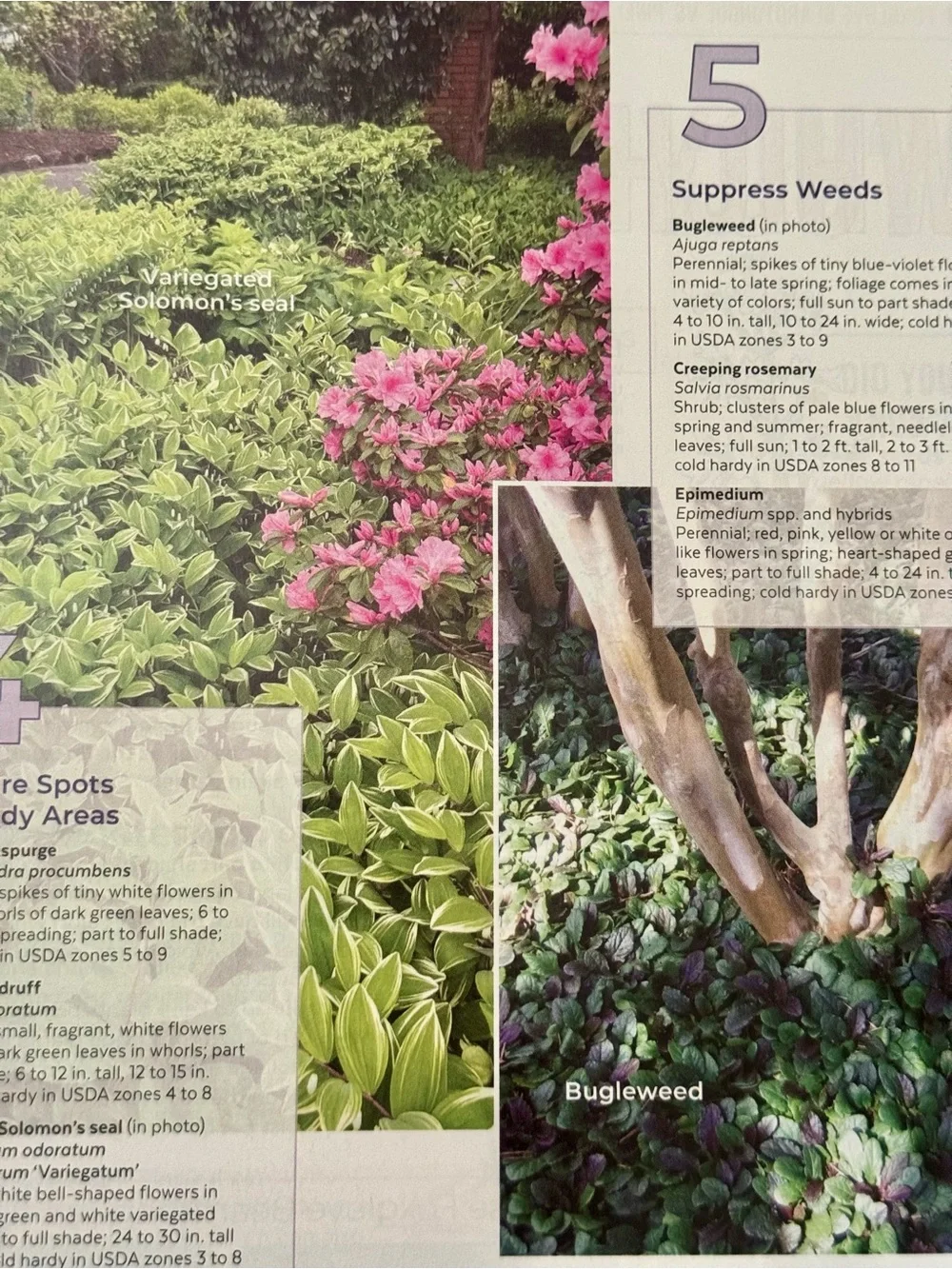 Garden Gate Magazine January/February 2025 Gardening Tips & Best New Plants